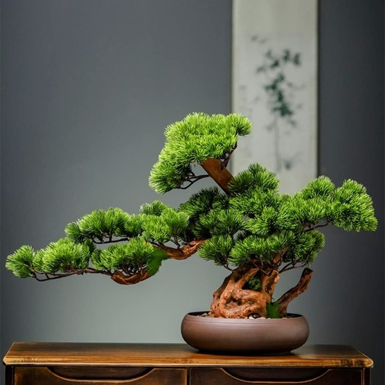 Bonsia tree on a desk