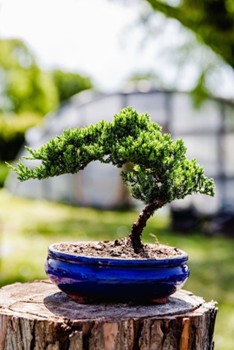 bonsia tree on a stump with a greenhouse in the background