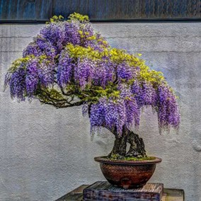 bonsia green with a mix of purple vines on a wooden desk