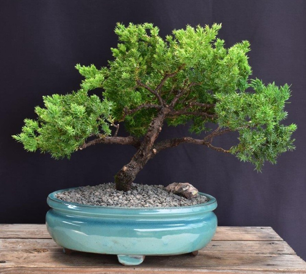 bonsai in a blue vase